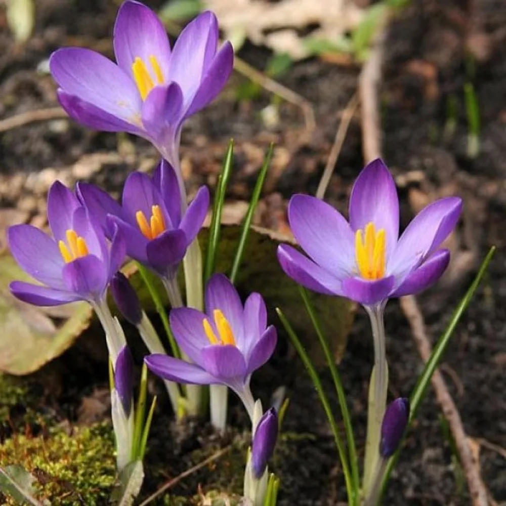 Krookus tommasinianus 'Whitewell Purple'