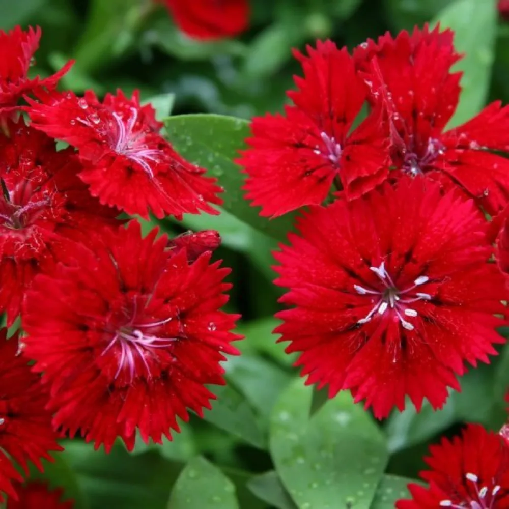 Harjaneilikka 'Scarlet Beauty'