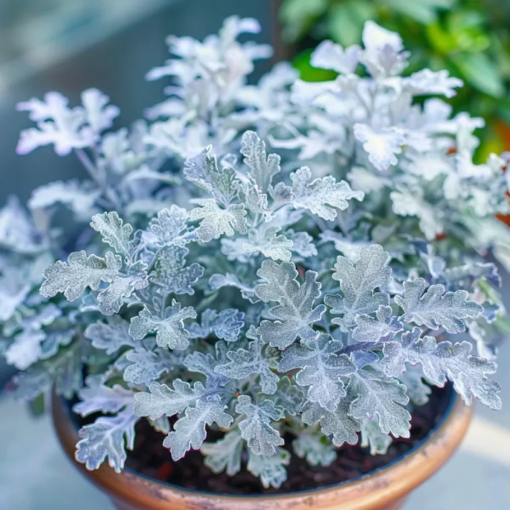 Hopeavillakko 'Candicans'