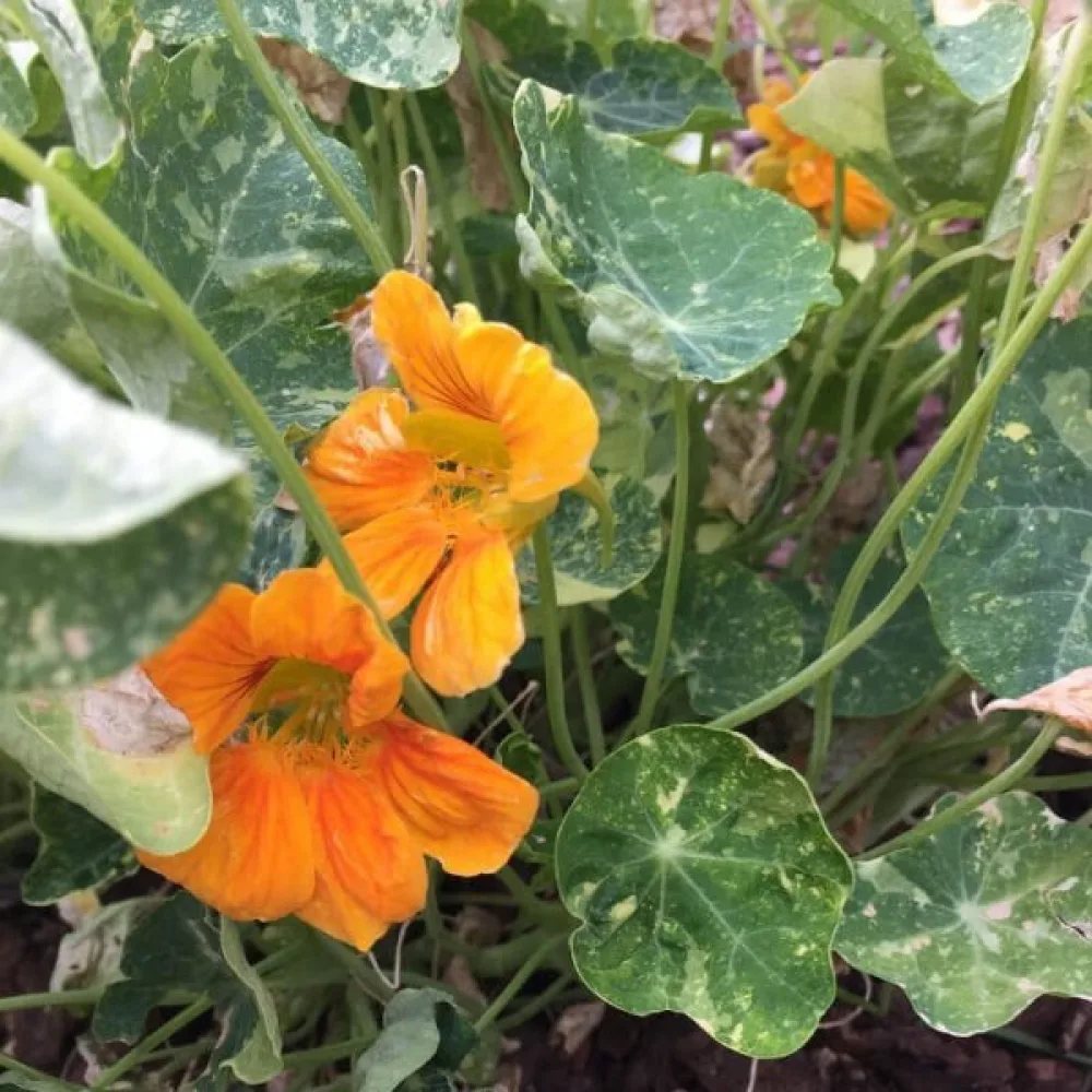 Köynnöskrassi 'Tip-Top Orange'