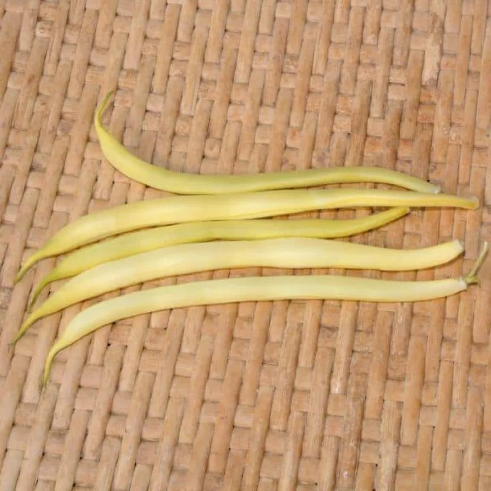 Tarhapapu 'Rocquencourt'