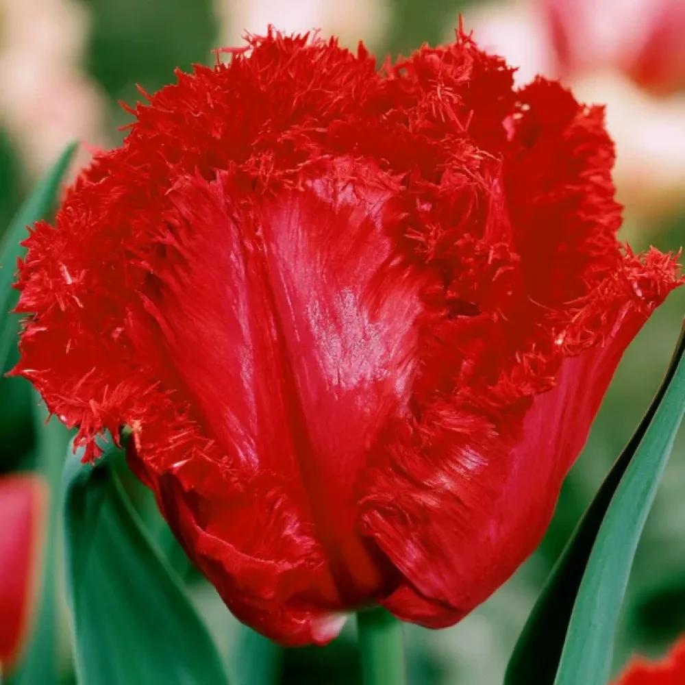 Tulppaani 'Barbados'