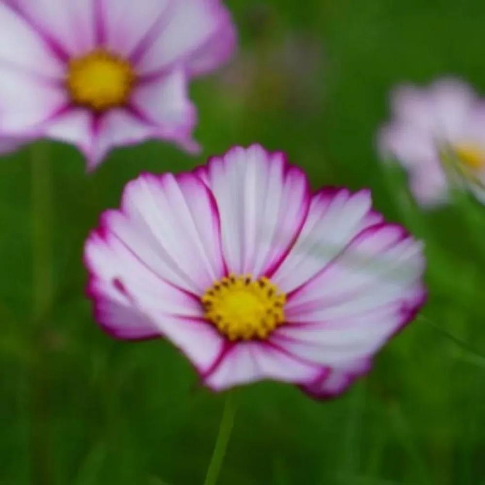 Kosmoskukka 'Candy Stripe' valkoinen