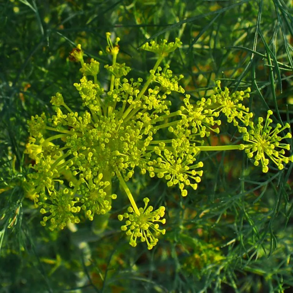 Tilli Anethum graveolens