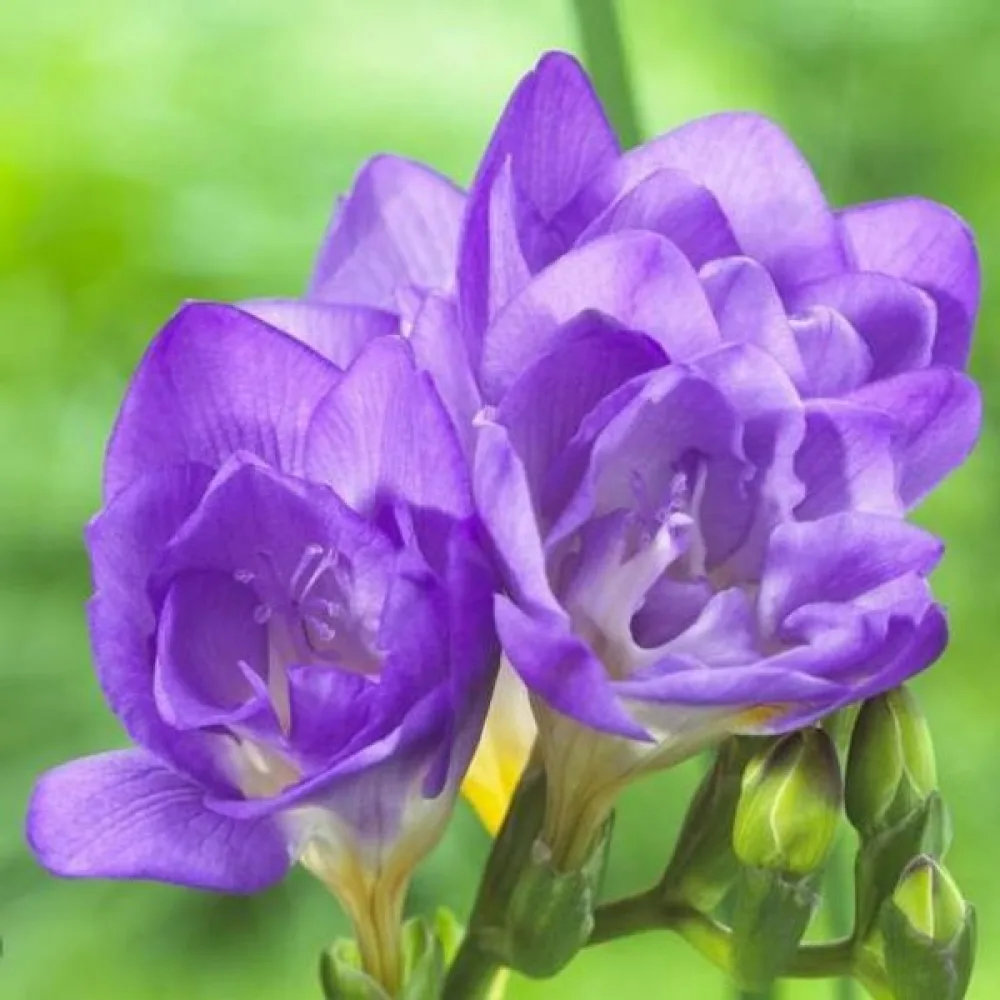 Freesia 'Double blue'
