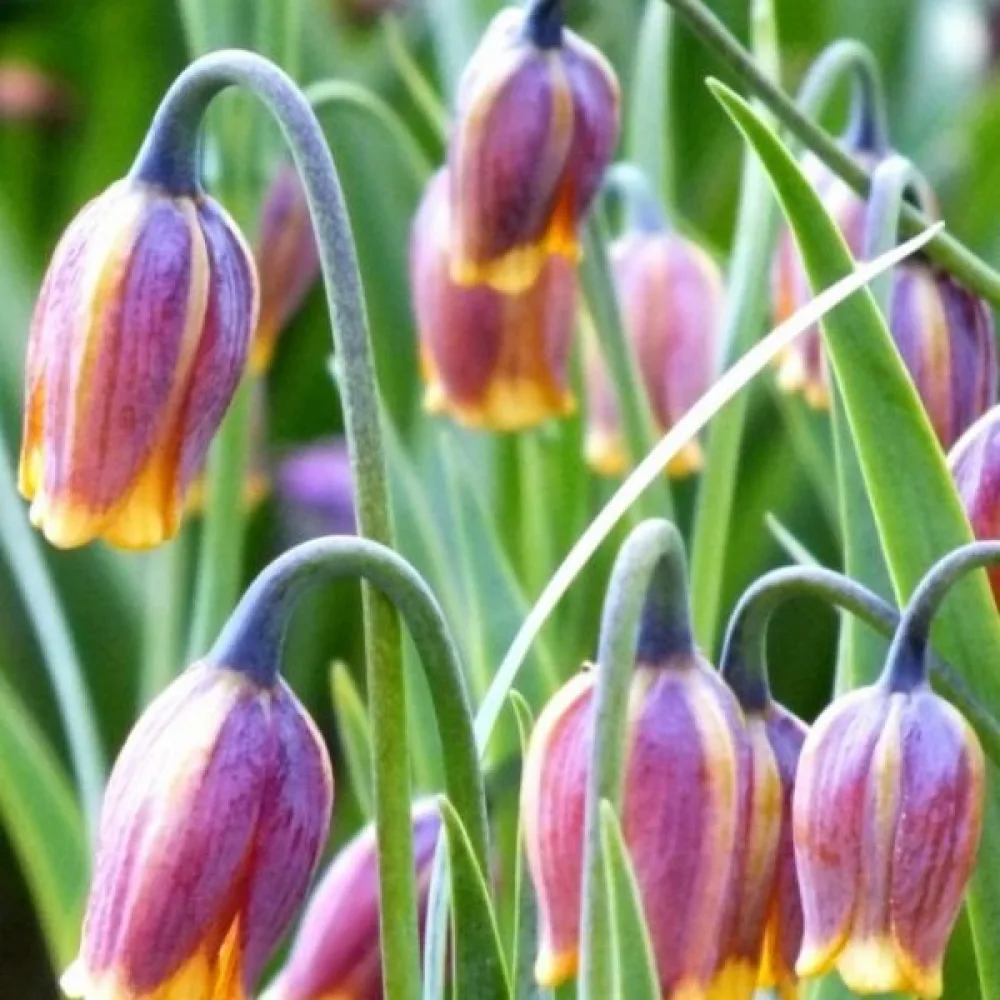 Pikarililja 'Uva Vulpis'