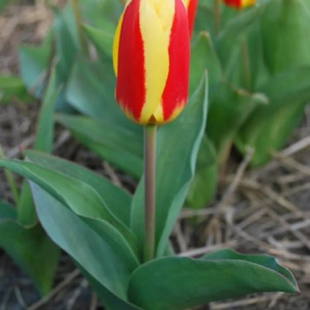 Tulppaani 'Stresa'