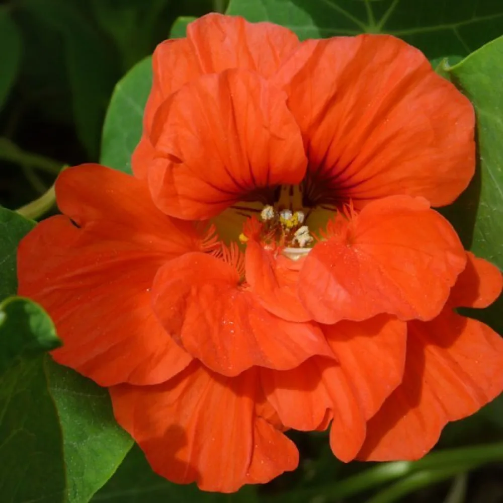 Köynnöskrassi 'Tip-Top Orange'