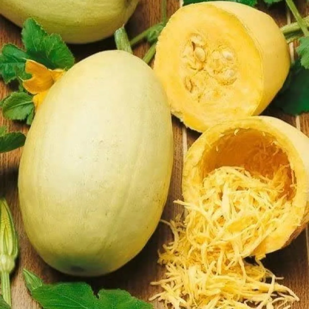 Spagettikurpitsa 'Makaronowa Warszawska'