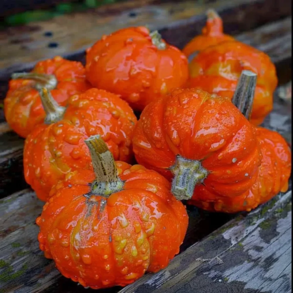Turbaanikurpitsa 'Mini Red'