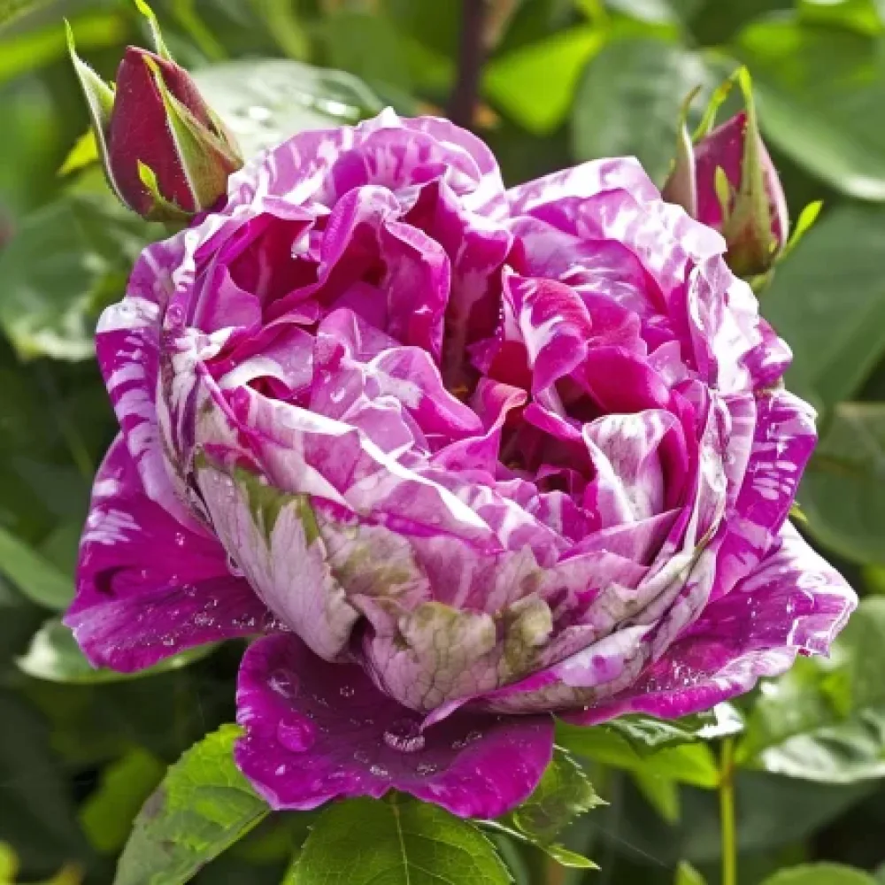 Ruusu 'Fragrant Avalanche'
