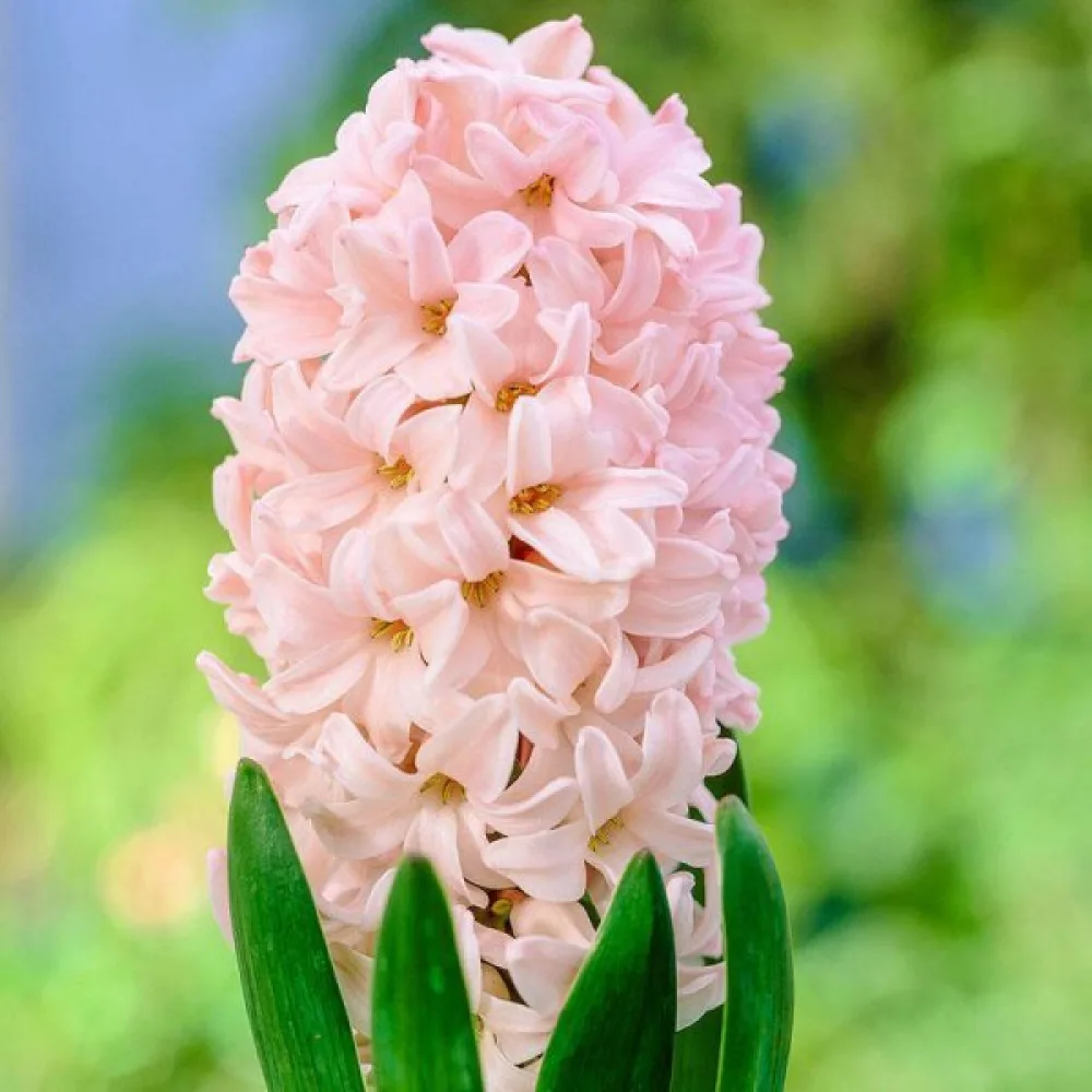 Hyasintti 'Apricot passion'
