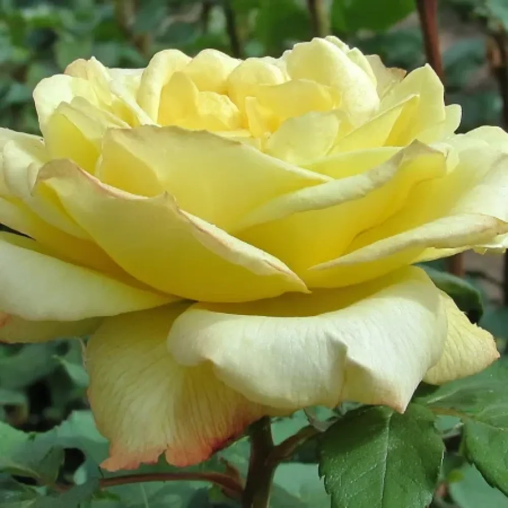 Ruusu 'Radiant Gold' – paljasjuurinen