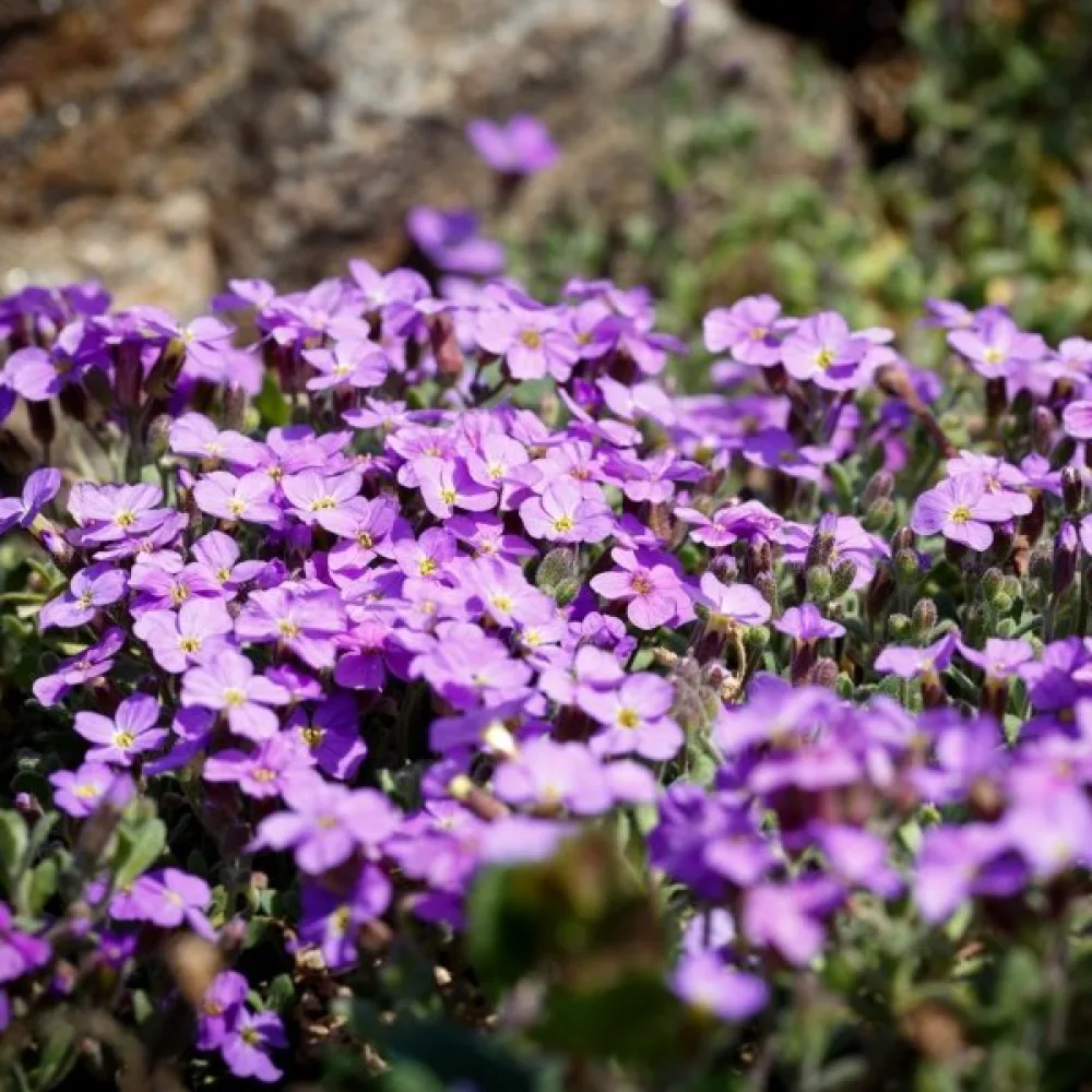 Aubrietia – sekoitus