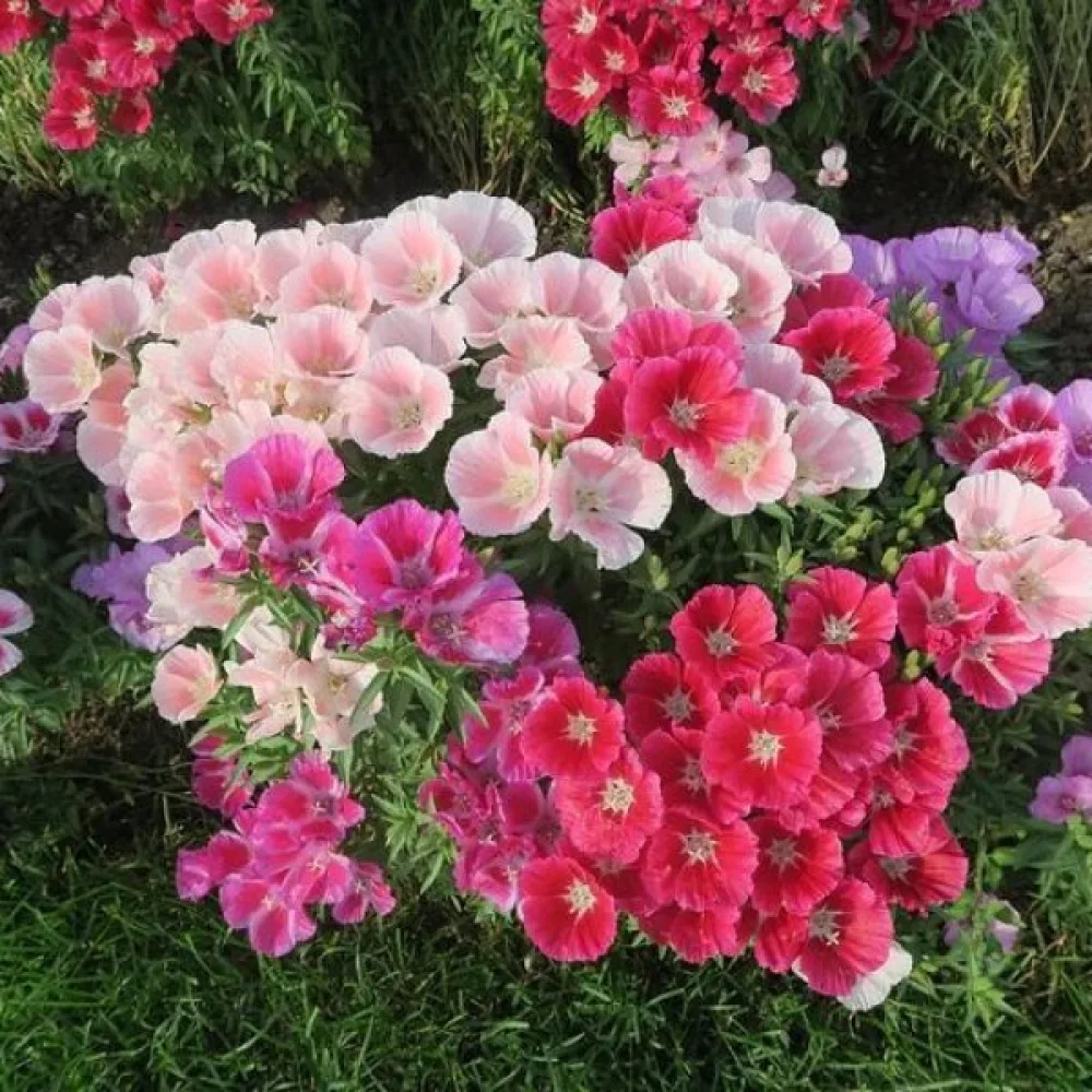 Kesäatsalea 'Monarch Dwarf', sekoitus