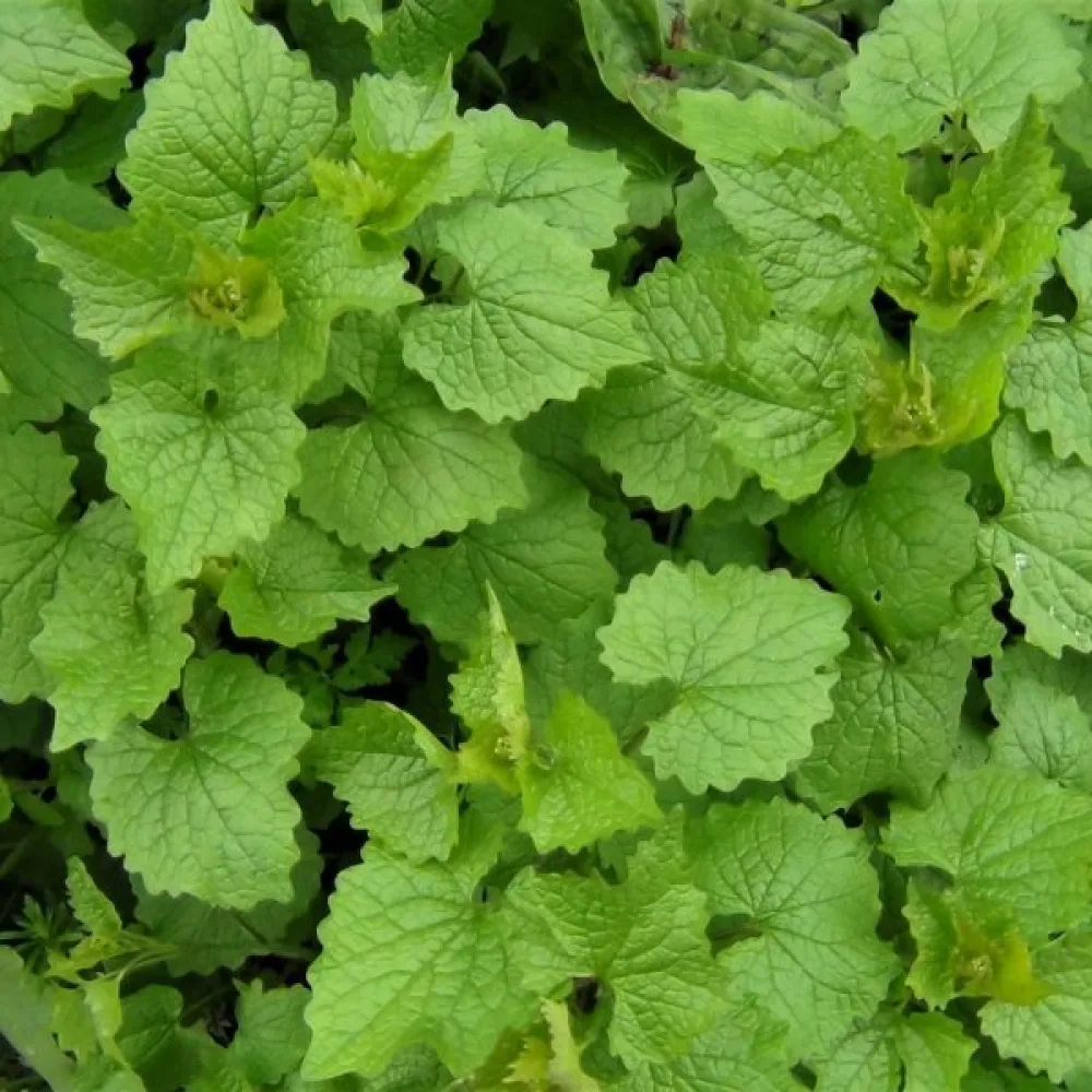 Litulaukka Alliaria petiolata