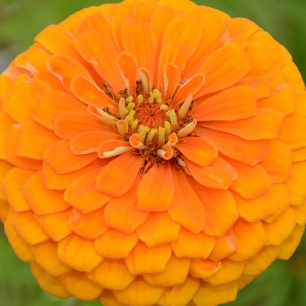 Tsinnia 'Orange King'
