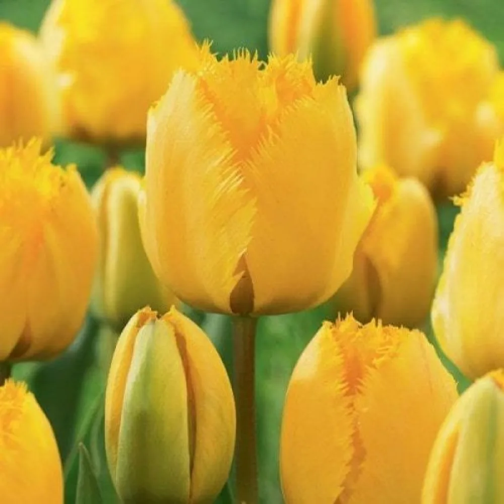 Tulppaani 'Crystal star'