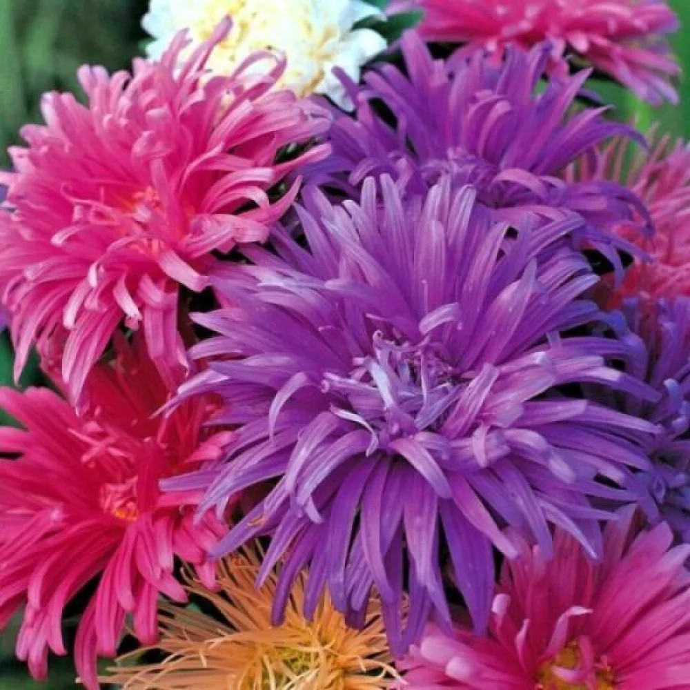 Kesäasteri 'Ostrich Plume' sekoitus