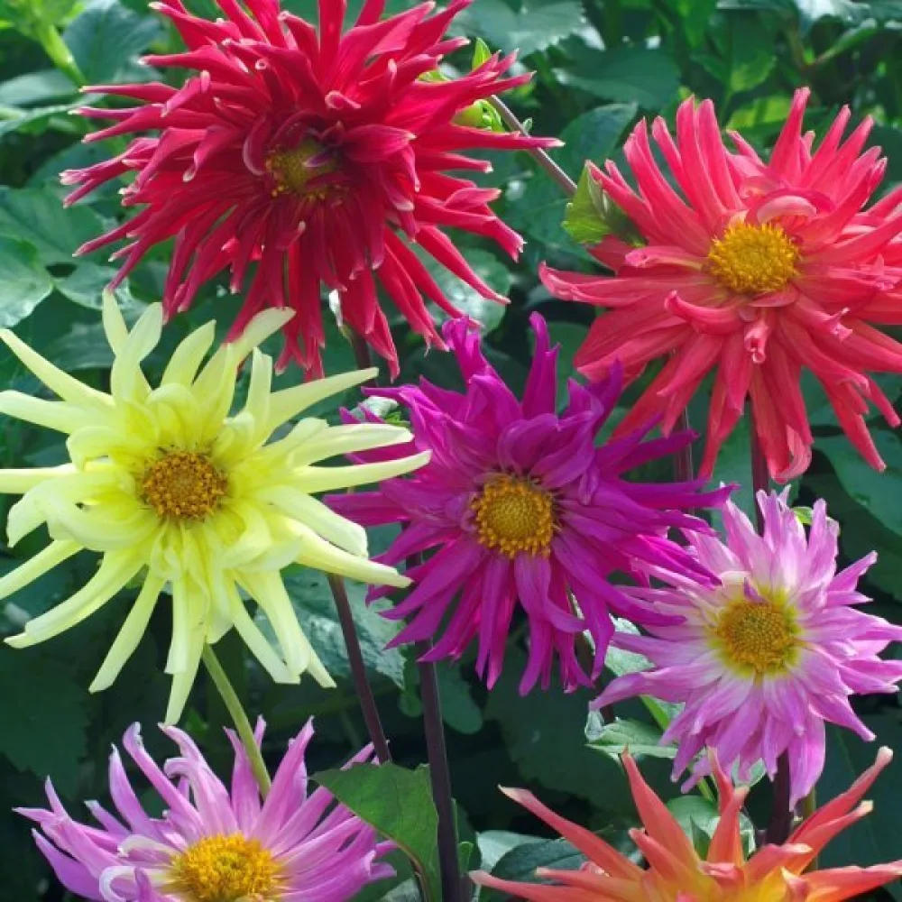Korkea daalia 'Cactus' – sekoitus