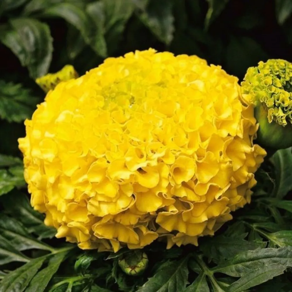Kookossamettikukka 'Mary Helen'