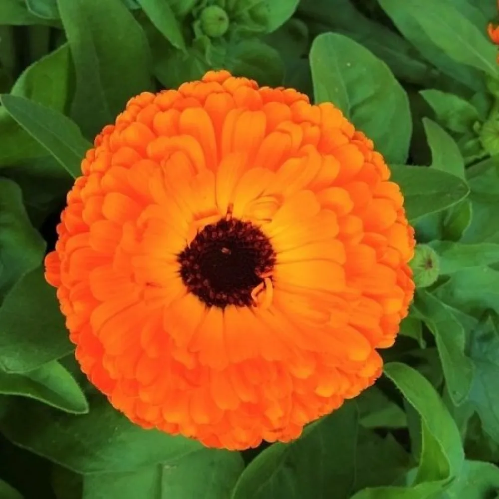 Kehäkukka Calendula officinalis, kerrannainen oranssi