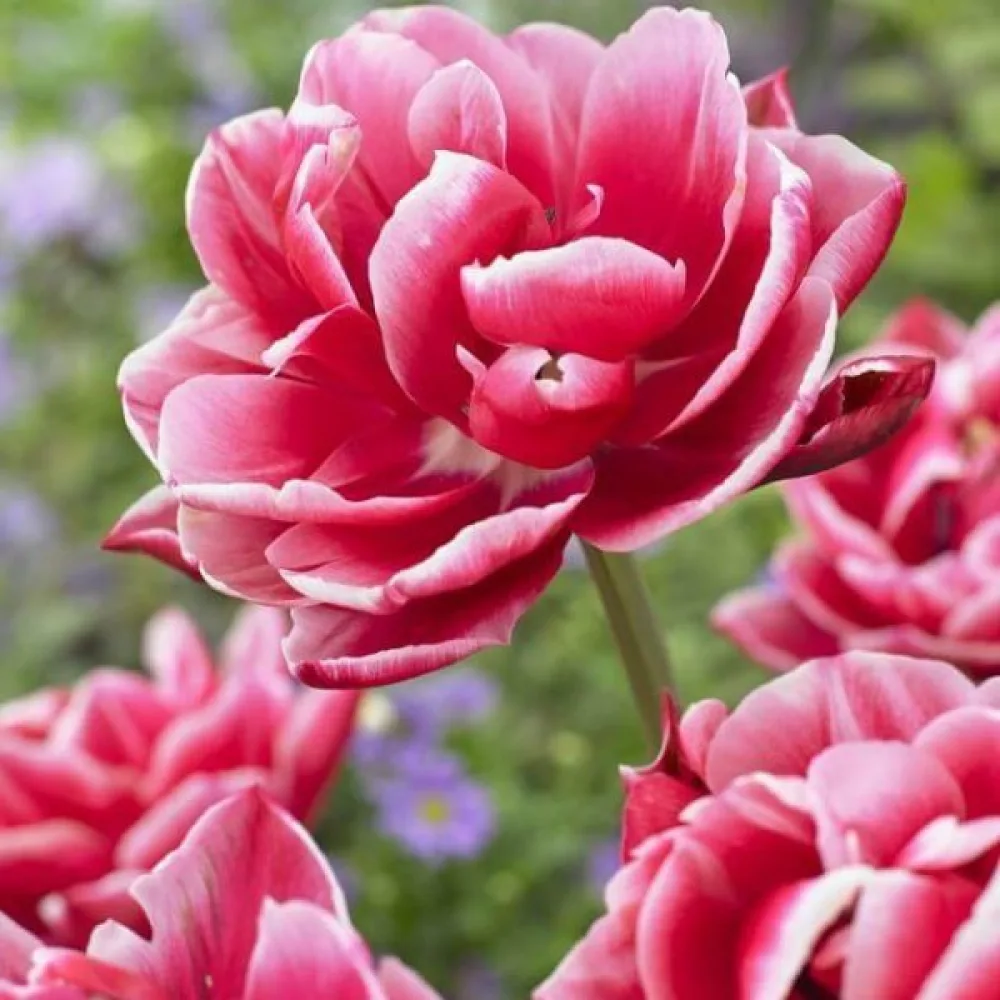 Tulppaani 'Columbus'