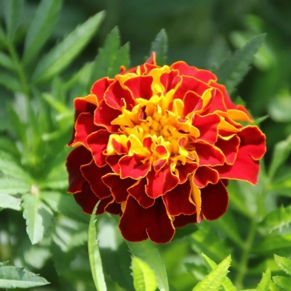 Ruusukesamettikukka 'Red Brocade'