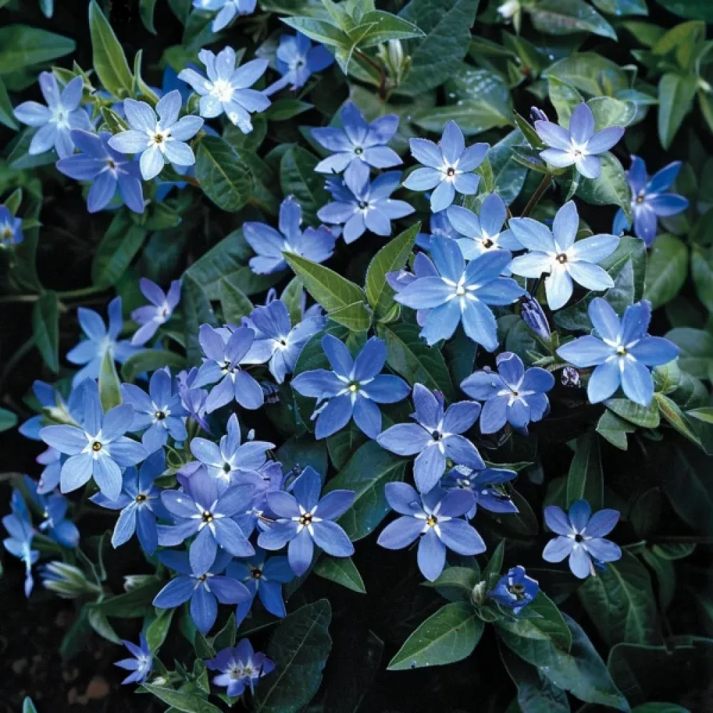 Tweedia 'Heavenly Blue'