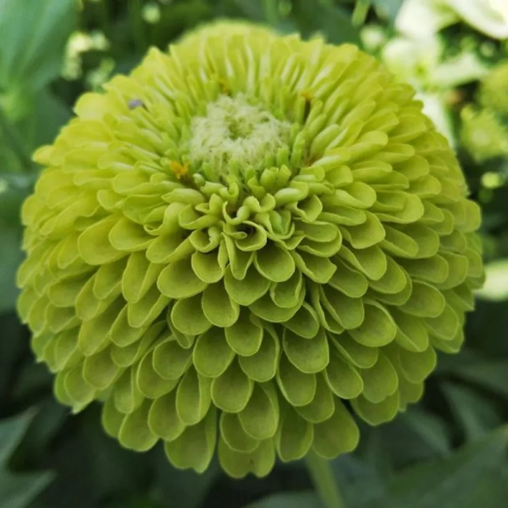 Tsinnia 'Envy'