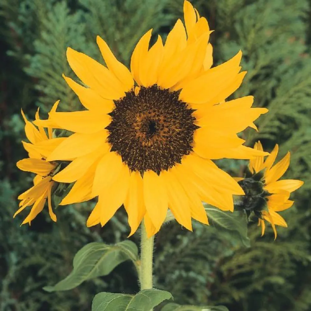 Auringonkukka 'Polino Cola'