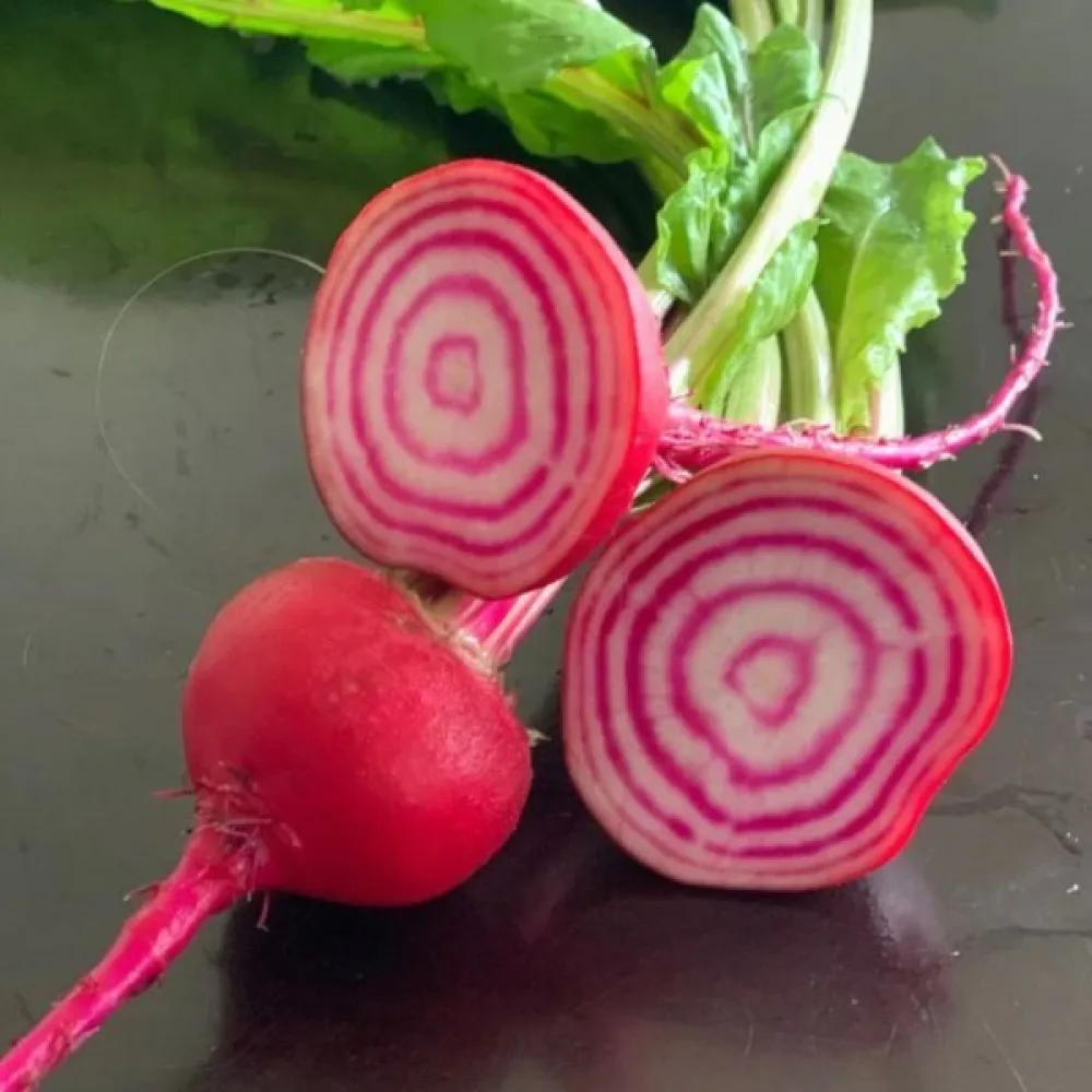 Punajuuri 'Tonda di Chioggia'