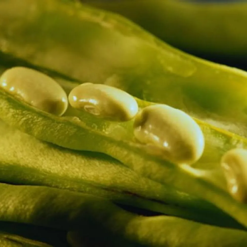 Tarhapapu 'Prinzess'