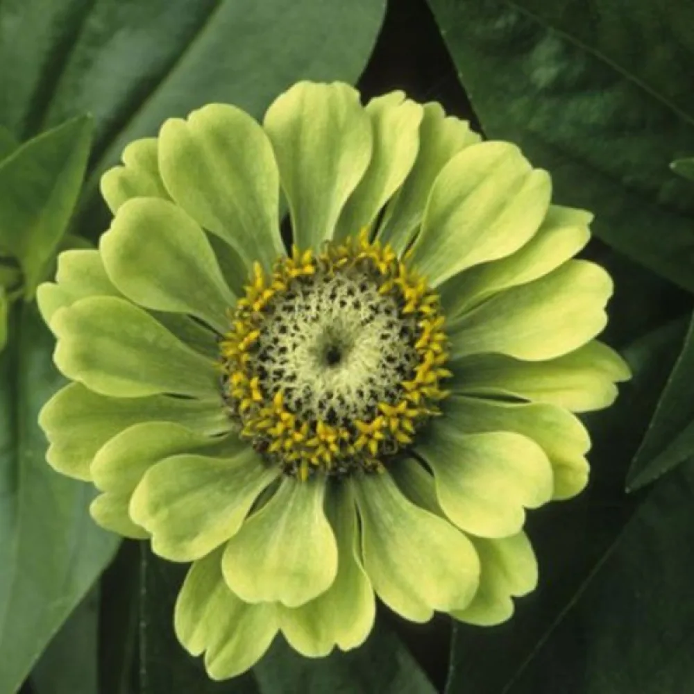 Tsinnia 'Envy'