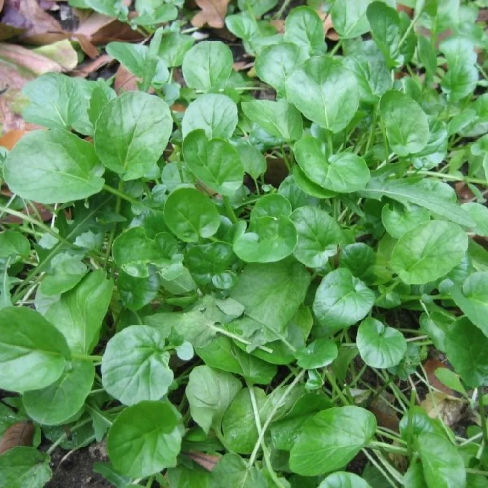 Talvikrassi Barbarea verna