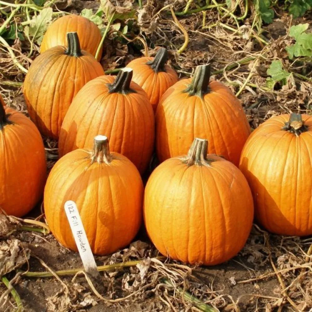 Kurpitsa 'Howden' 6–11 kg