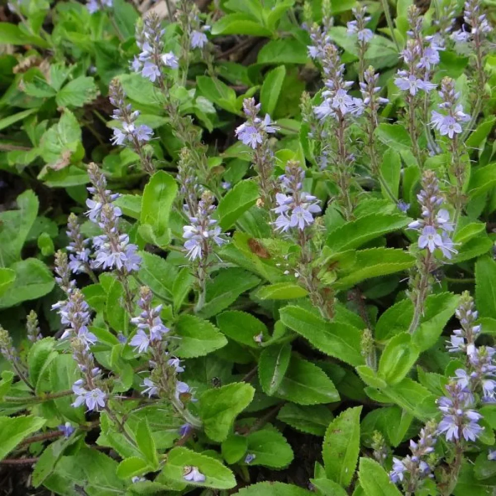 Rohtopähkämö Betonica officinalis