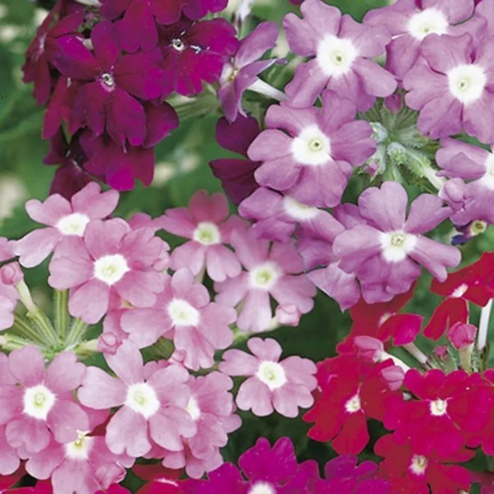 Tarhaverbena 'Sparkle' (sekoitus)
