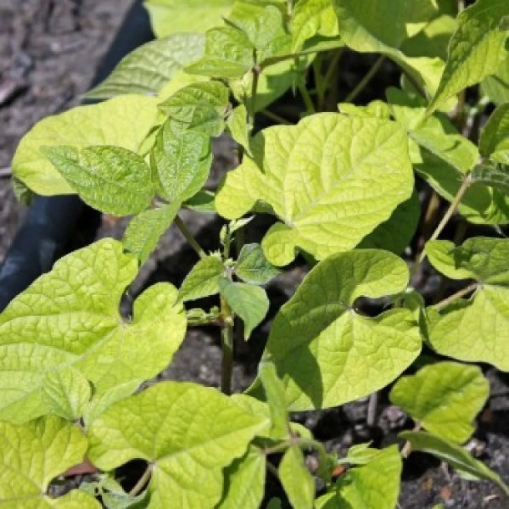 Tarhapapu 'Tytania'