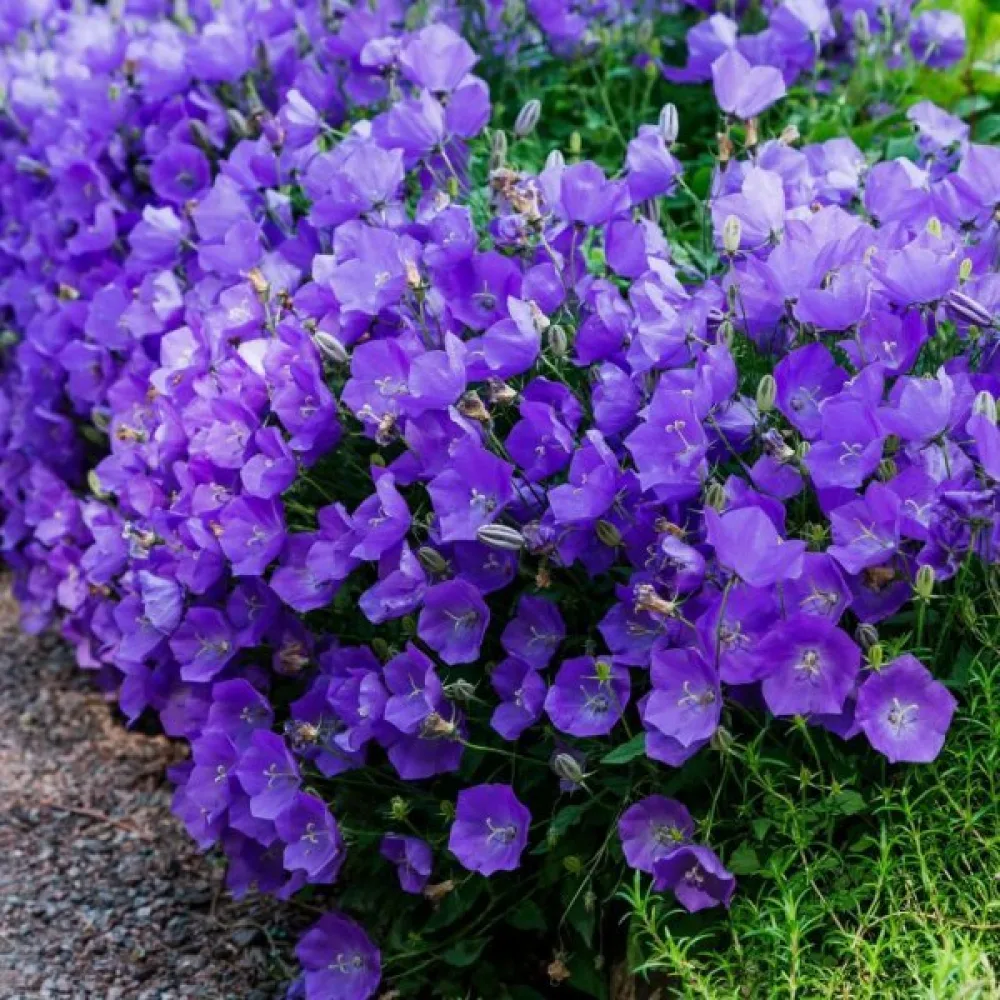 Karpaattienkello Campanula carpatica – sininen