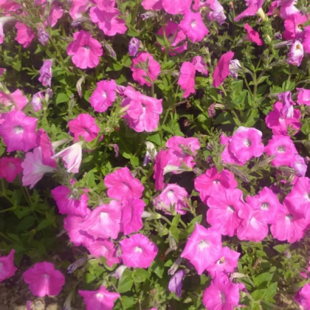 Tarhapetunia 'Rose of Heaven'