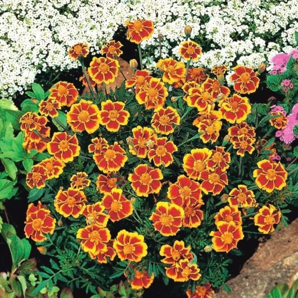 Ruusukesamettikukka 'Dainty Marietta'