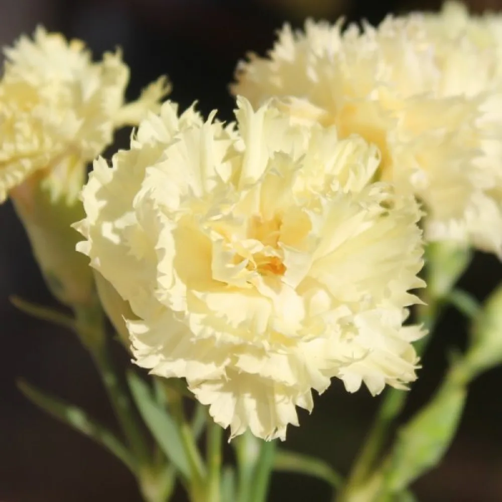 Neilikka Chabaud 'Marie Chabaud'