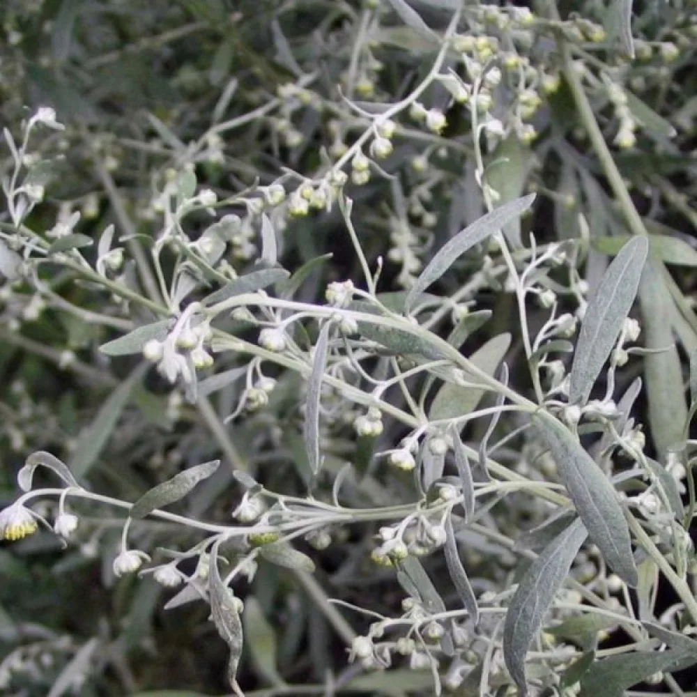 Koiruoho Artemisia absinthium