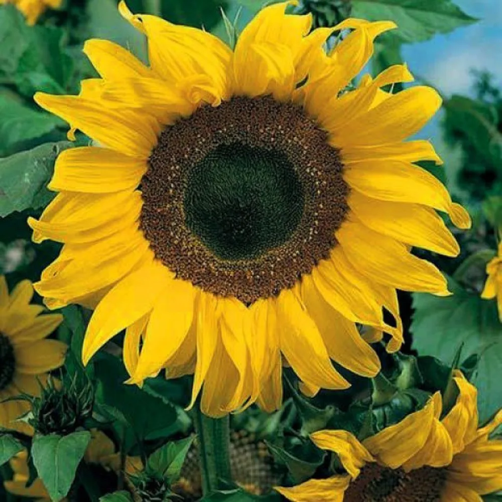 Auringonkukka 'Uniflorus Giganteus', valkoinen