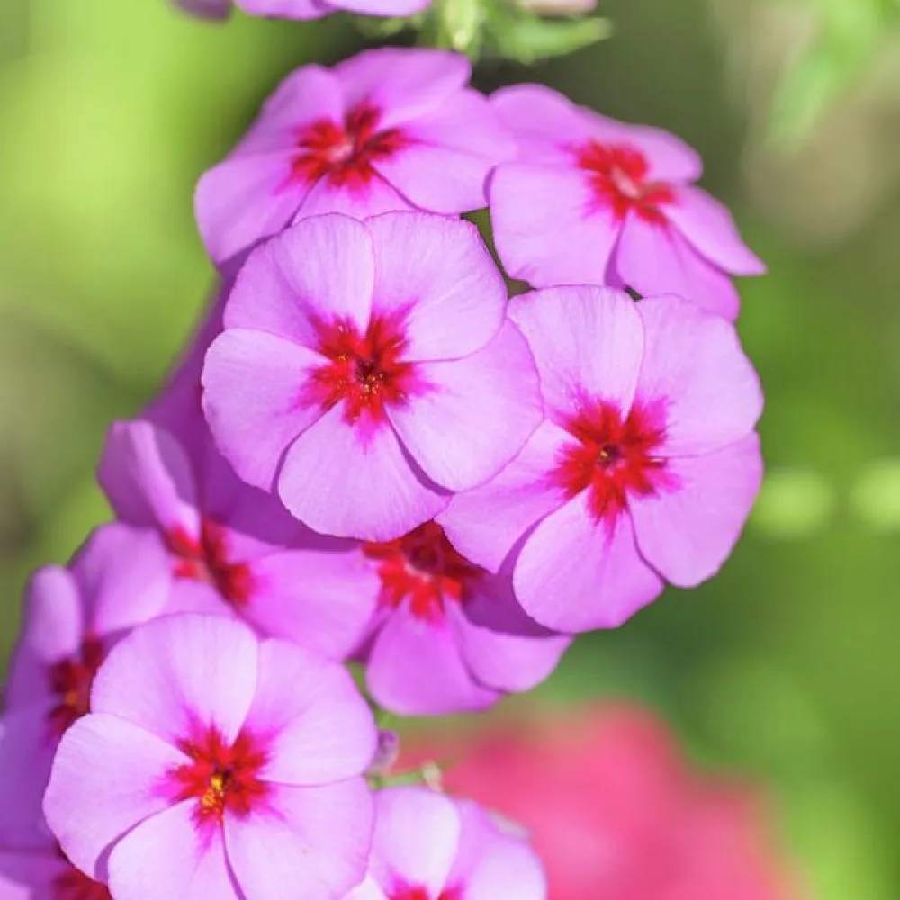 Kesäleimu 'Brilliant Rose'