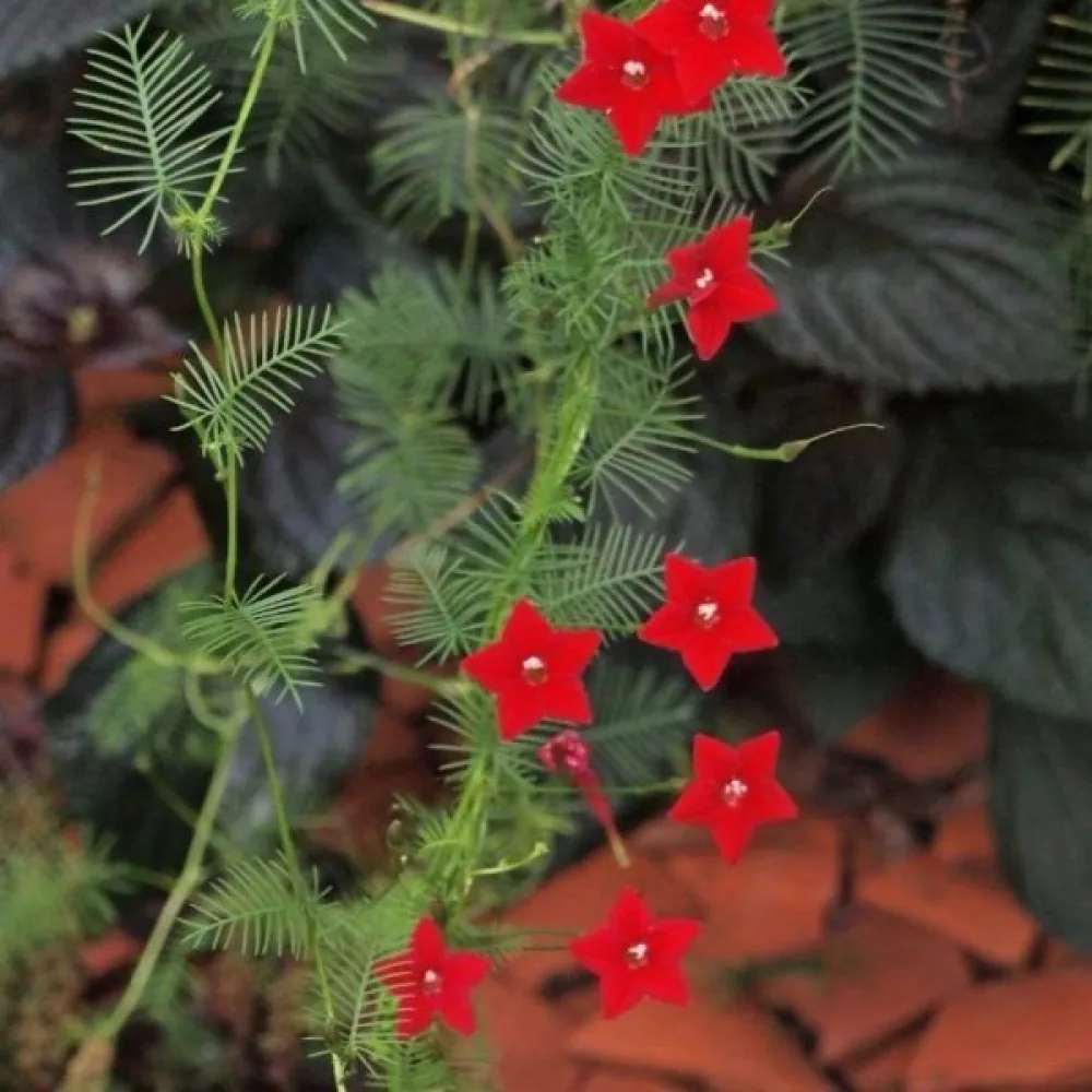 Sypressiköynnös Ipomoea pennata – punainen
