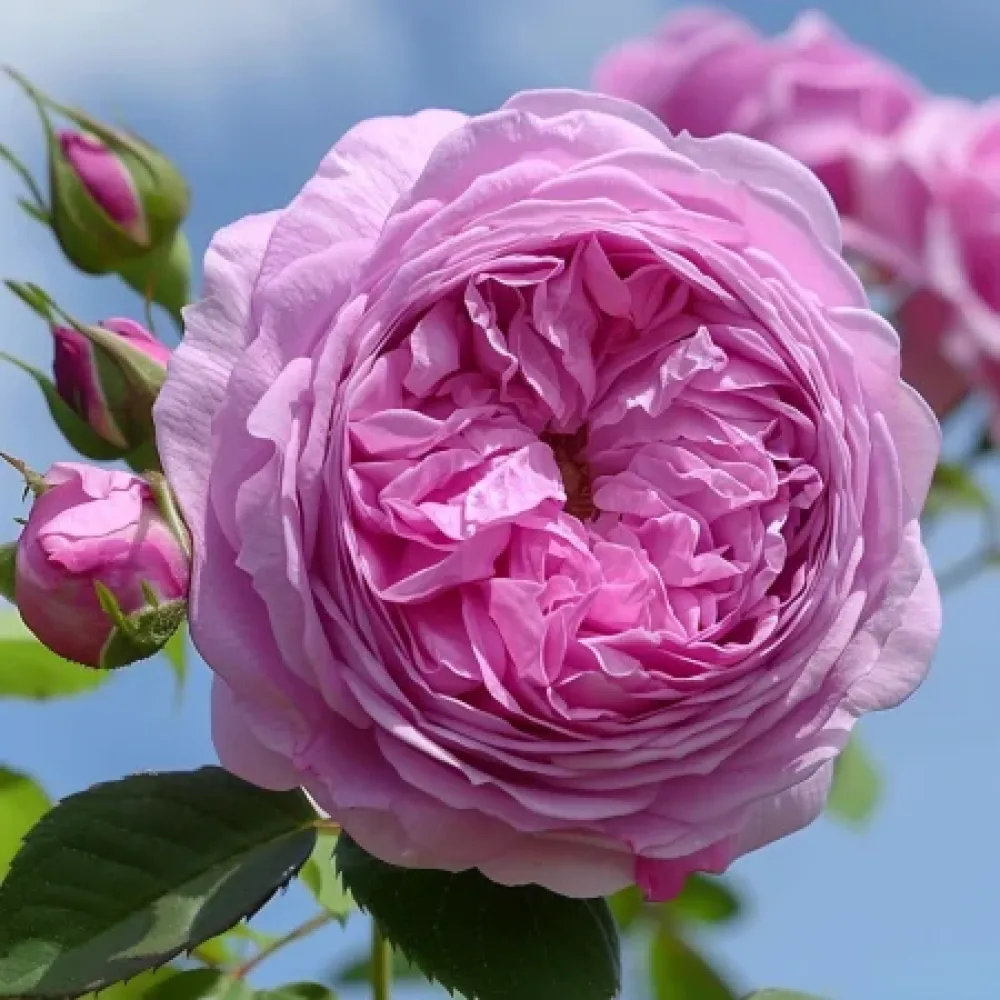Ruusu 'Revival Blossom' – paljasjuurinen