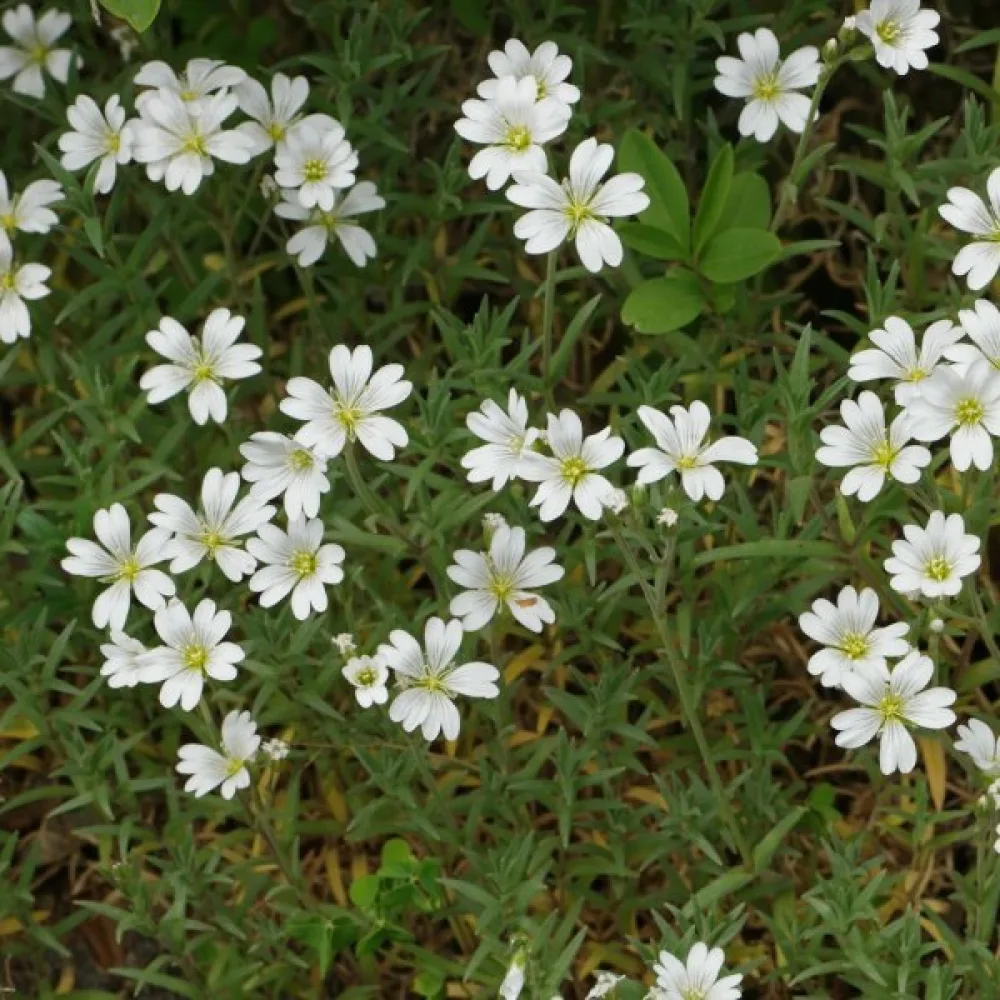 Hopeahärkki Cerastium tomentosum, valkoinen