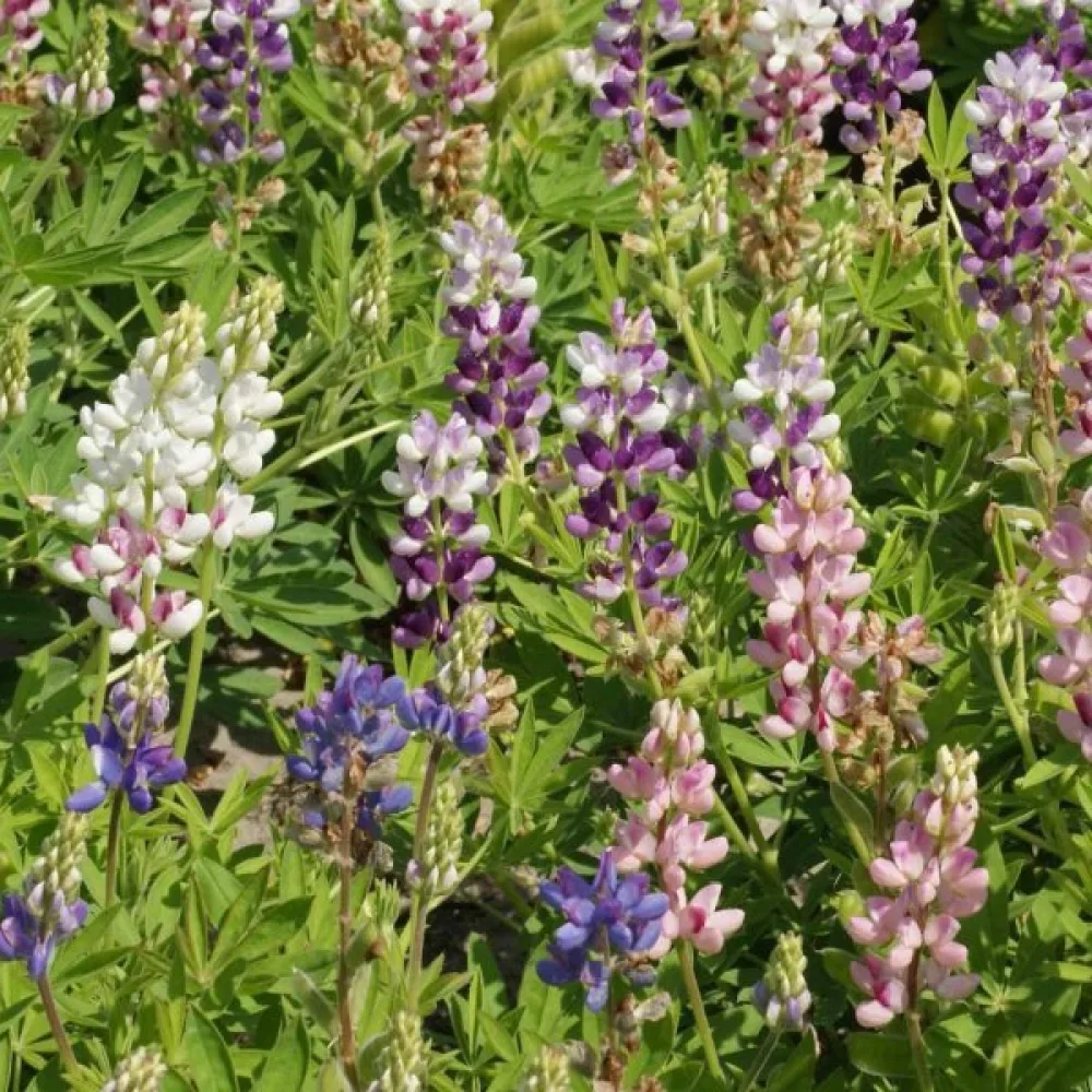 Lupiini 'Pixie Delight' – sekoitus